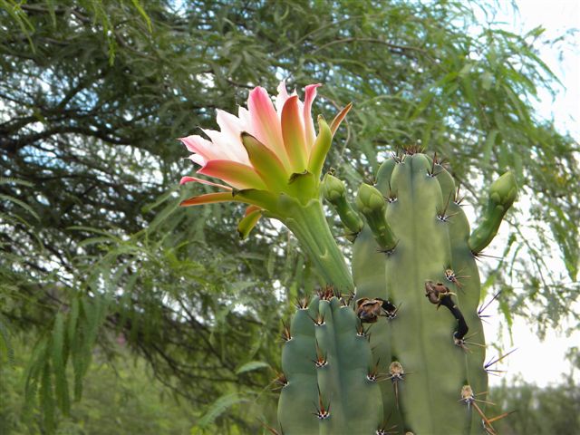 Cereus validus